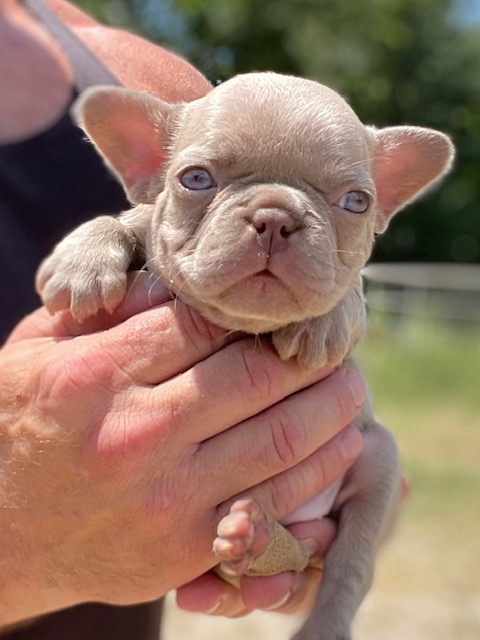frenchie puppy